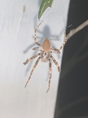 Eriophora ravilla