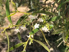 Myoporum platycarpum