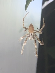 Eriophora ravilla