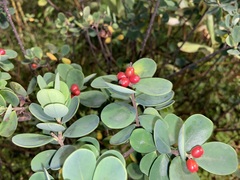 Wikstroemia retusa