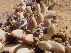 Dracophilus dealbatus