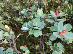 Wikstroemia retusa