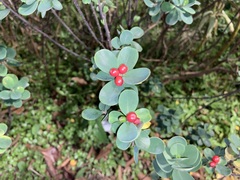 Wikstroemia retusa