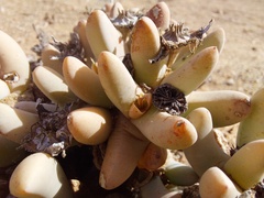 Dracophilus dealbatus