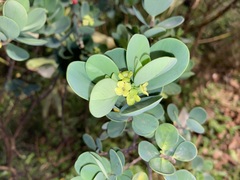 Wikstroemia retusa