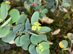 Wikstroemia retusa