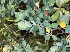 Wikstroemia retusa
