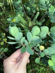 Wikstroemia retusa
