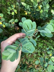 Wikstroemia retusa