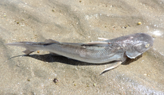 Siluriformes