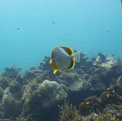 Chaetodon xanthocephalus