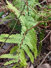 Osmunda claytoniana