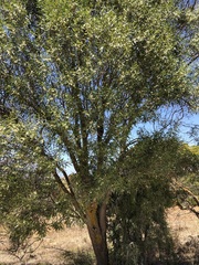 Myoporum platycarpum