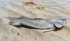 Siluriformes