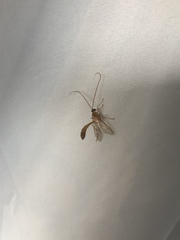 Enicospilus americanus-complex