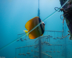Chaetodon kleinii