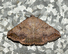 Blasticorhinus