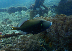 Sufflamen chrysopterum