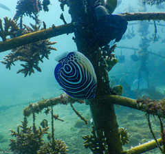 Pomacanthus imperator