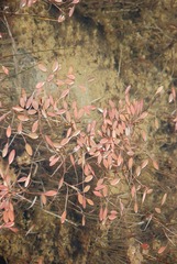 Potamogeton