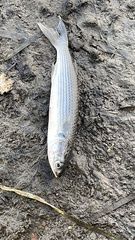 Mugil cephalus