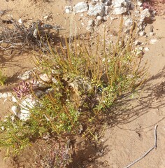 Chascanum