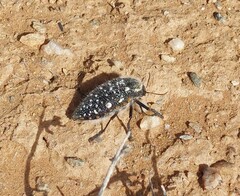 Julodis humeralis