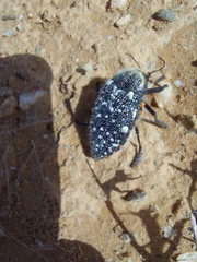 Julodis humeralis