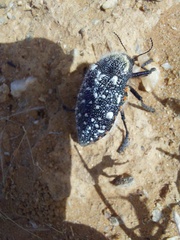 Julodis humeralis
