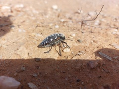 Julodis humeralis