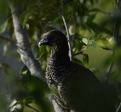 Ortalis squamata
