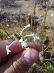 Chascanum