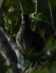 Ortalis squamata