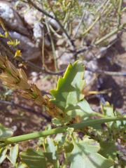 Chascanum