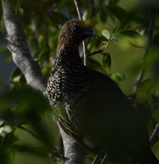 Ortalis squamata