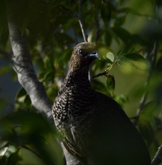 Ortalis squamata