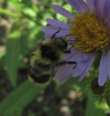 Bombus vancouverensis