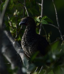 Ortalis squamata