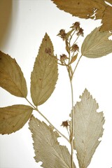 Rubus setosus
