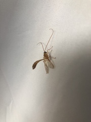 Enicospilus americanus-complex