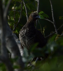 Ortalis squamata
