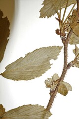 Rubus setosus