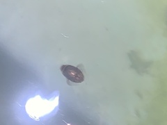 Thermonectus