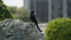 Dicrurus macrocercus harterti