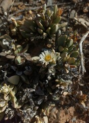Hartmanthus pergamentaceus