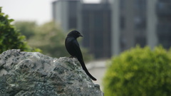 Dicrurus macrocercus harterti