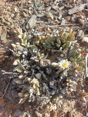 Hartmanthus pergamentaceus