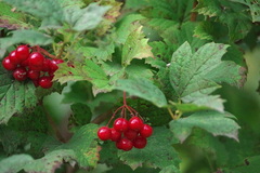 Viburnum opulus opulus
