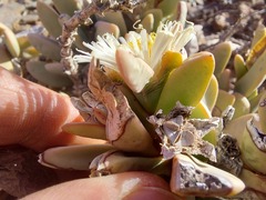 Hartmanthus pergamentaceus