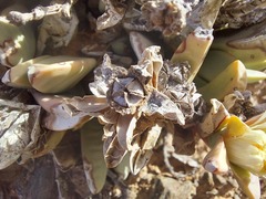 Hartmanthus pergamentaceus